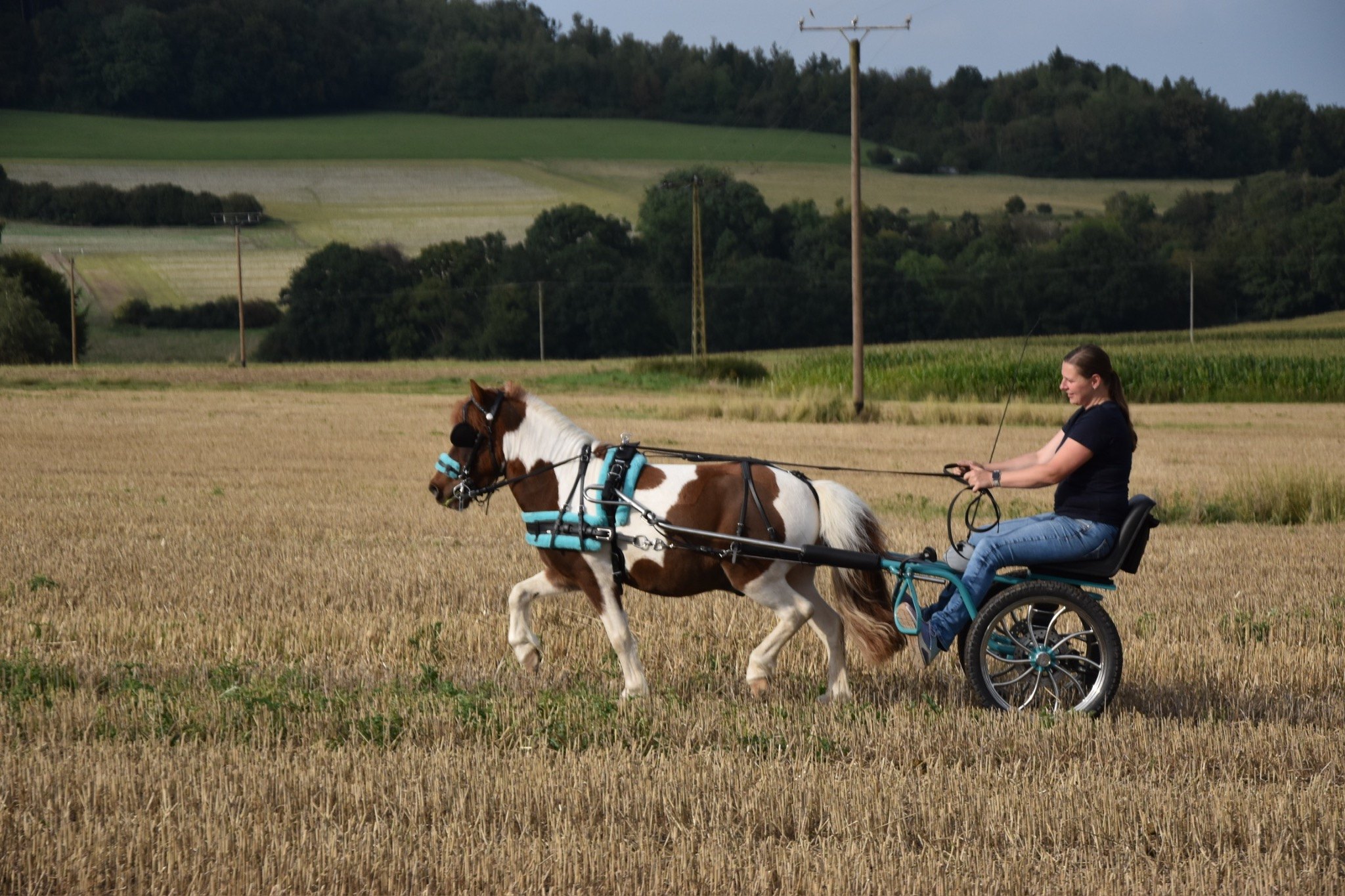 Galerie – Pferdewaage Einsatzbild 08