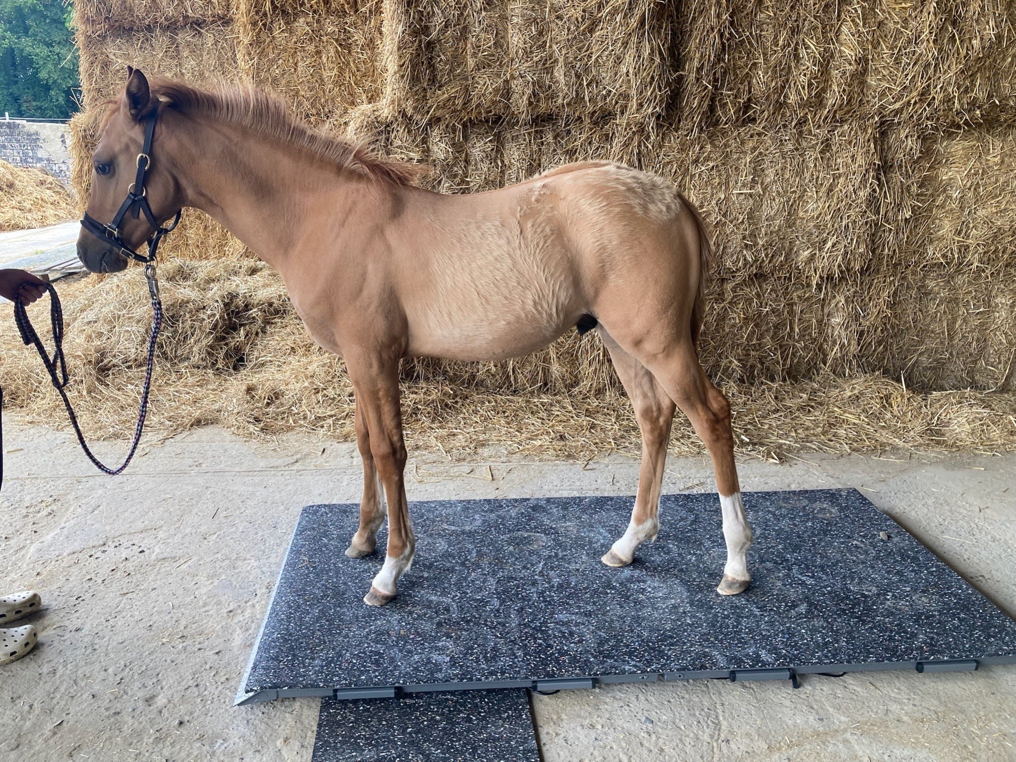 Galerie – Pferdewaage Einsatzbild 09